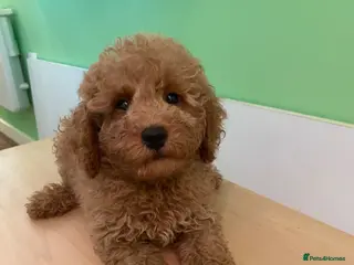 Toy Poodle dogs Toy poodle puppies - Advert 2