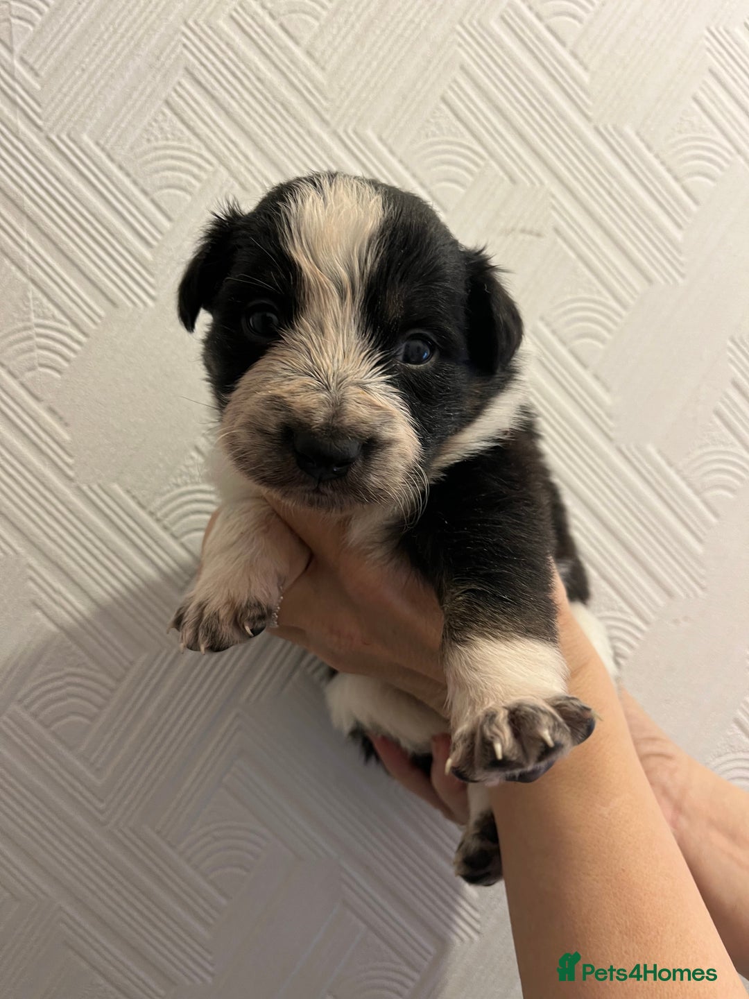 Border Collie dogs for sale: Pure Bred Border Collie Puppies - Advert 6