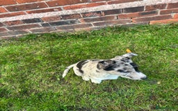 Border Collie dogs for sale: Blue/Red Merle Border Collie Puppies - Advert 5