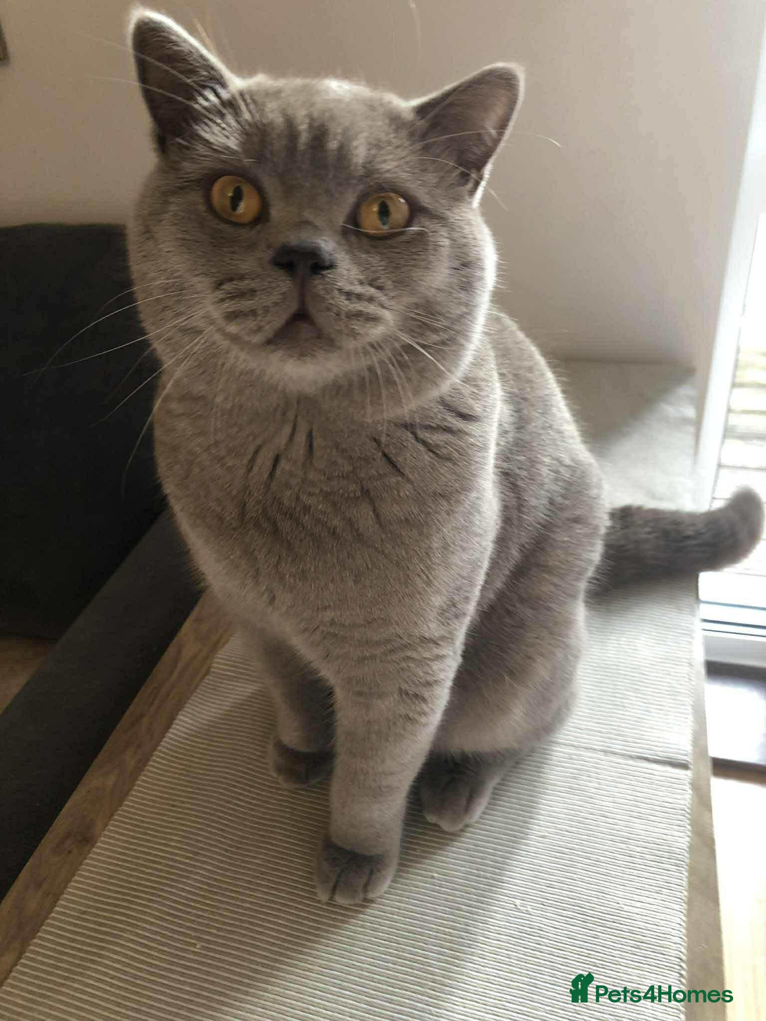 British Shorthair cats lilac british shorthair male - Advert 15