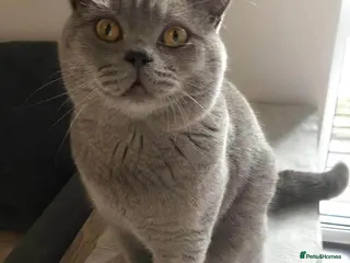 British Shorthair cats lilac british shorthair male - Advert 2