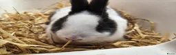 Mixed Breed rabbits for sale: 10 week old bunnies for sale - Advert 8