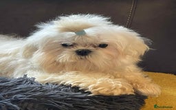 Maltese dogs for sale: Beautiful Korean Maltese in Barnstaple - Image 5