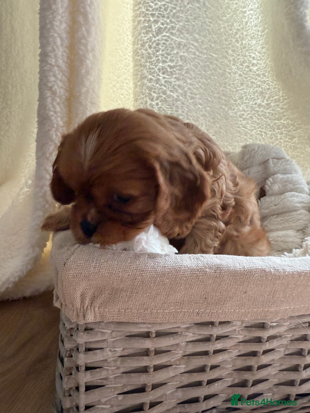 Cavalier King Charles Spaniel dogs for sale: ONE RUBY BOY LEFT Cavalier King Charles  - Image 25