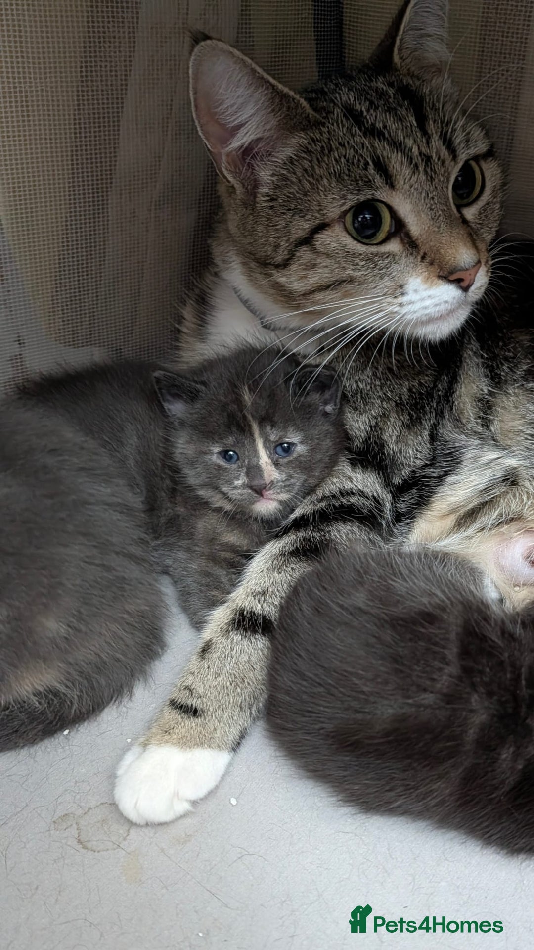 European cats for sale: 4 beautiful kittens for sale - Advert 16