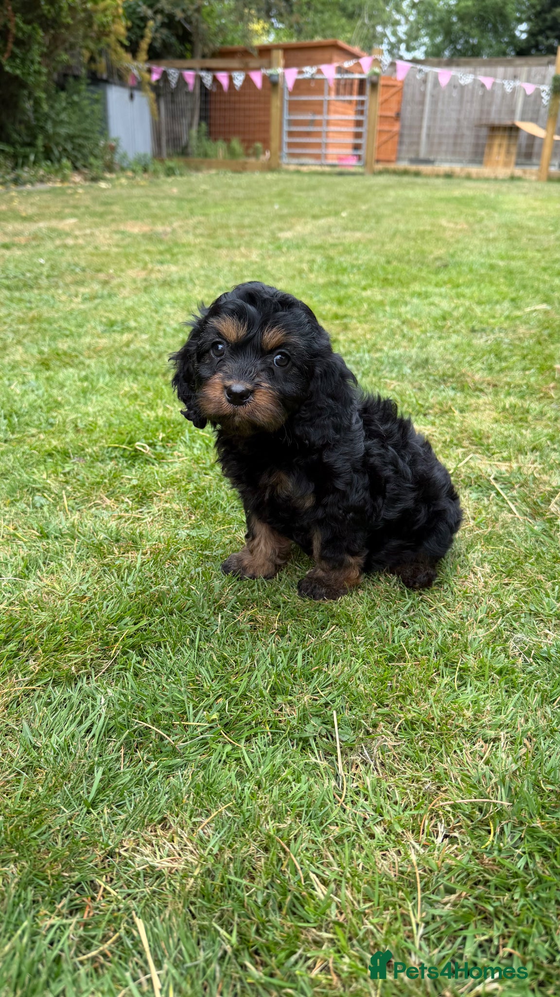 Cavapoo dogs The most beautiful Cavapoos - Advert 2