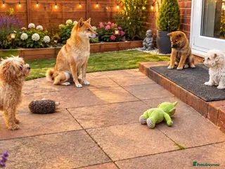 Japanese Shiba Inu dogs Japan Shiba Inu - Advert 5