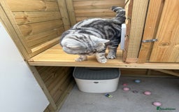 British Shorthair cats for sale: British shorthair  - Image 4