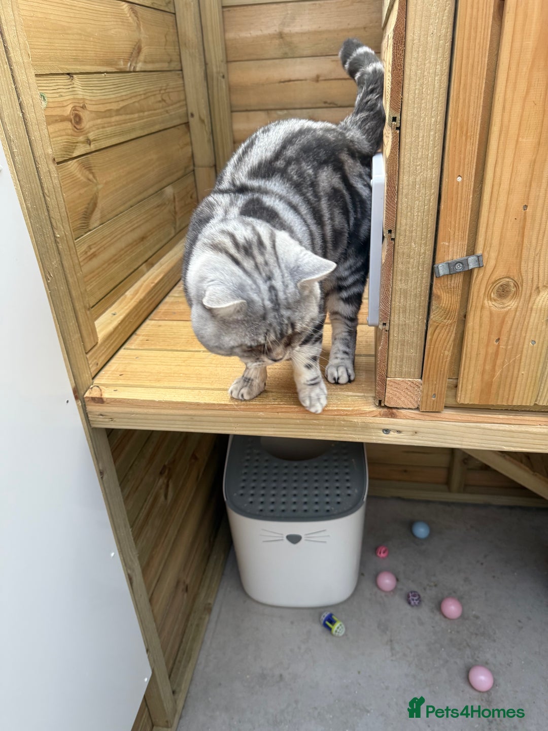 British Shorthair cats for sale: British shorthair  - Image 4