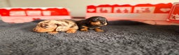 Miniature Dachshund dogs for sale: 🐾 miniature Dachshund 1 LEFT READY IN 2 WEEKS🐾 - Advert 15