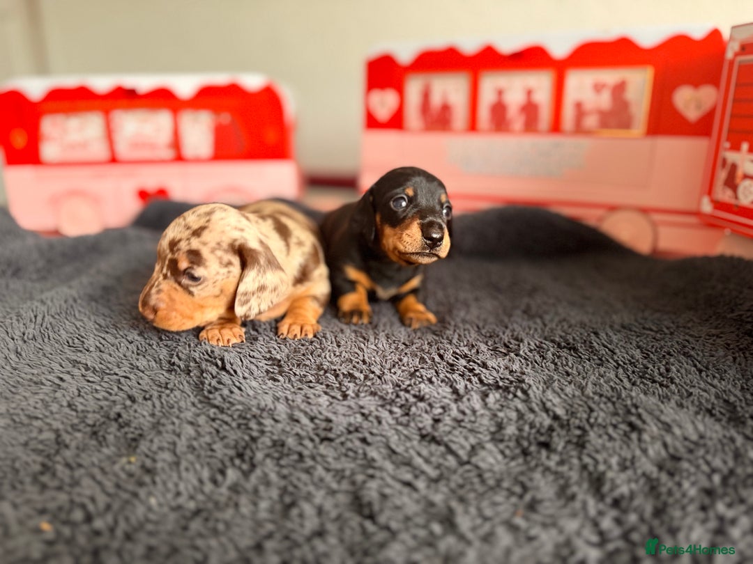 Miniature Dachshund dogs for sale: 🐾 miniature Dachshund 1 LEFT READY IN 2 WEEKS🐾 - Advert 15