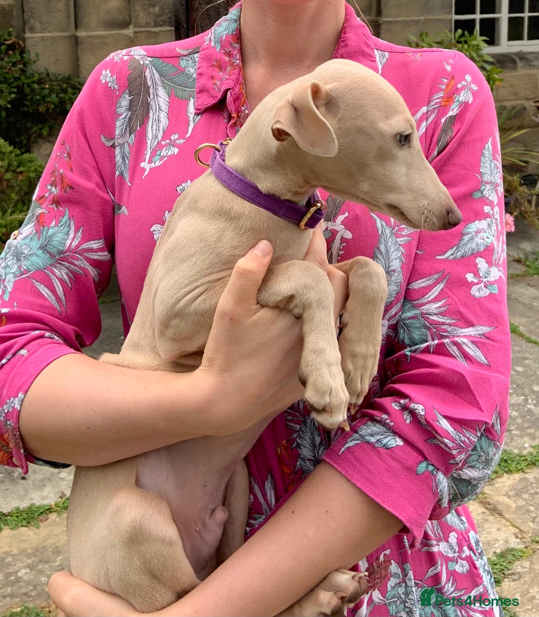 Italian Greyhound dogs for sale: Italian greyhound puppies KC reg European Lineage in Leeds - Image 2
