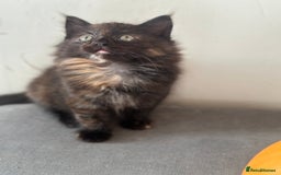 Mixed Breed cats for sale: Long haired female tortishell  - Image 5