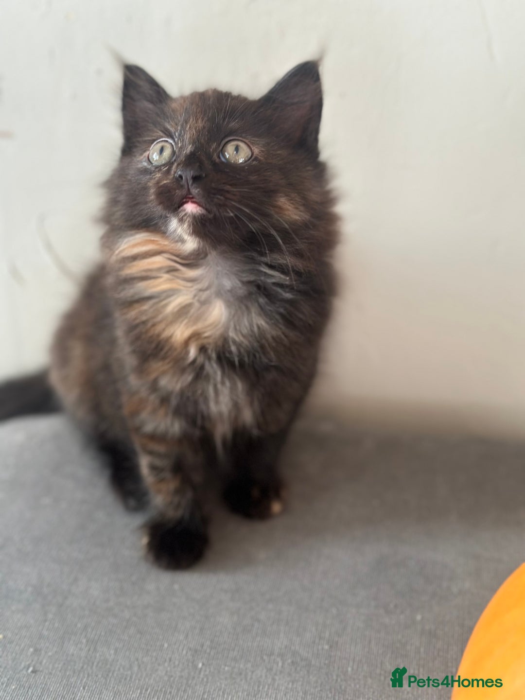 Mixed Breed cats for sale: Long haired female tortishell  - Image 5
