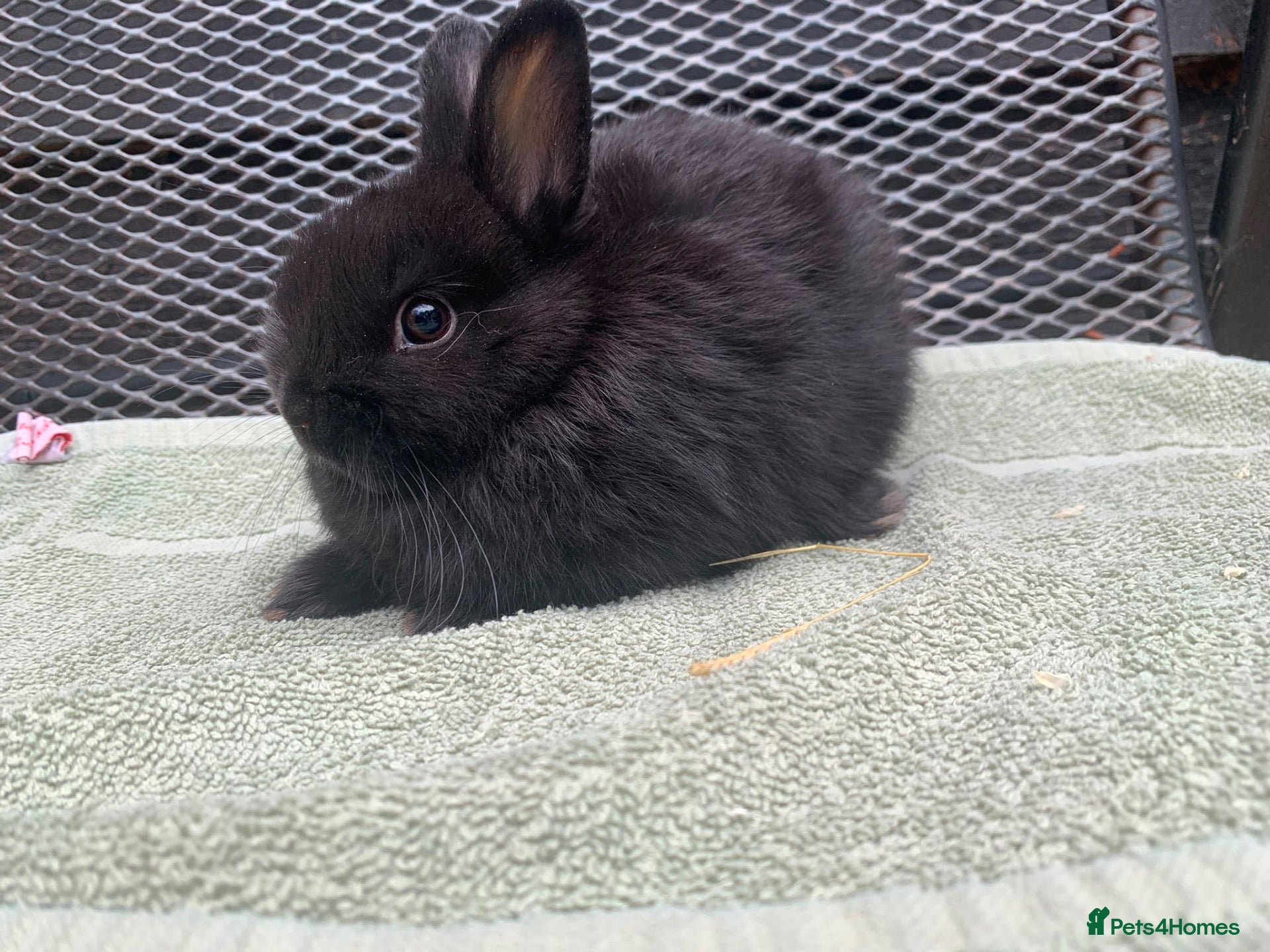 Netherland Dwarf rabbits Netherland Dwarf Rabbits for sale  - Advert 1