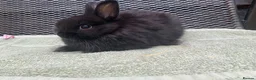 Netherland Dwarf rabbits for sale: Netherland Dwarf Rabbits for sale  - Advert 1