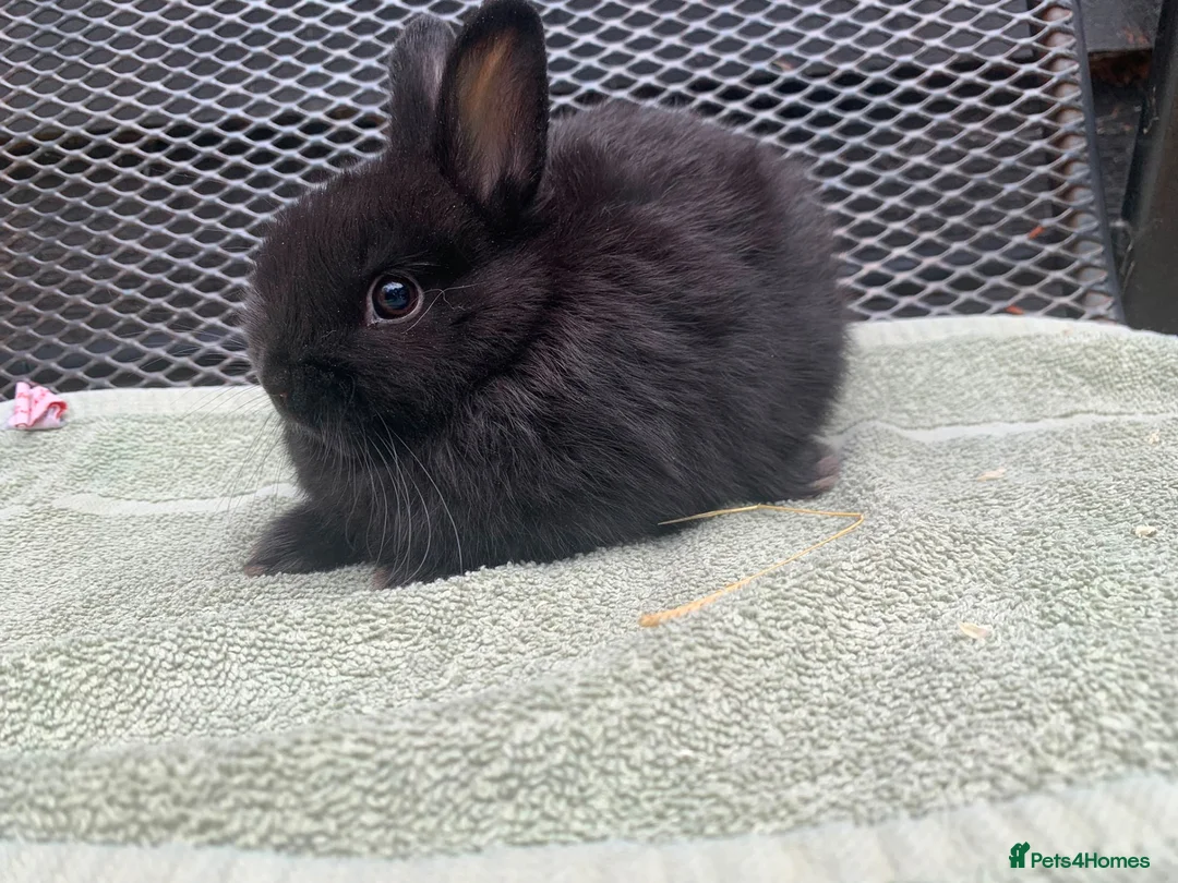 Netherland Dwarf rabbits for sale: Netherland Dwarf Rabbits for sale  - Advert 1