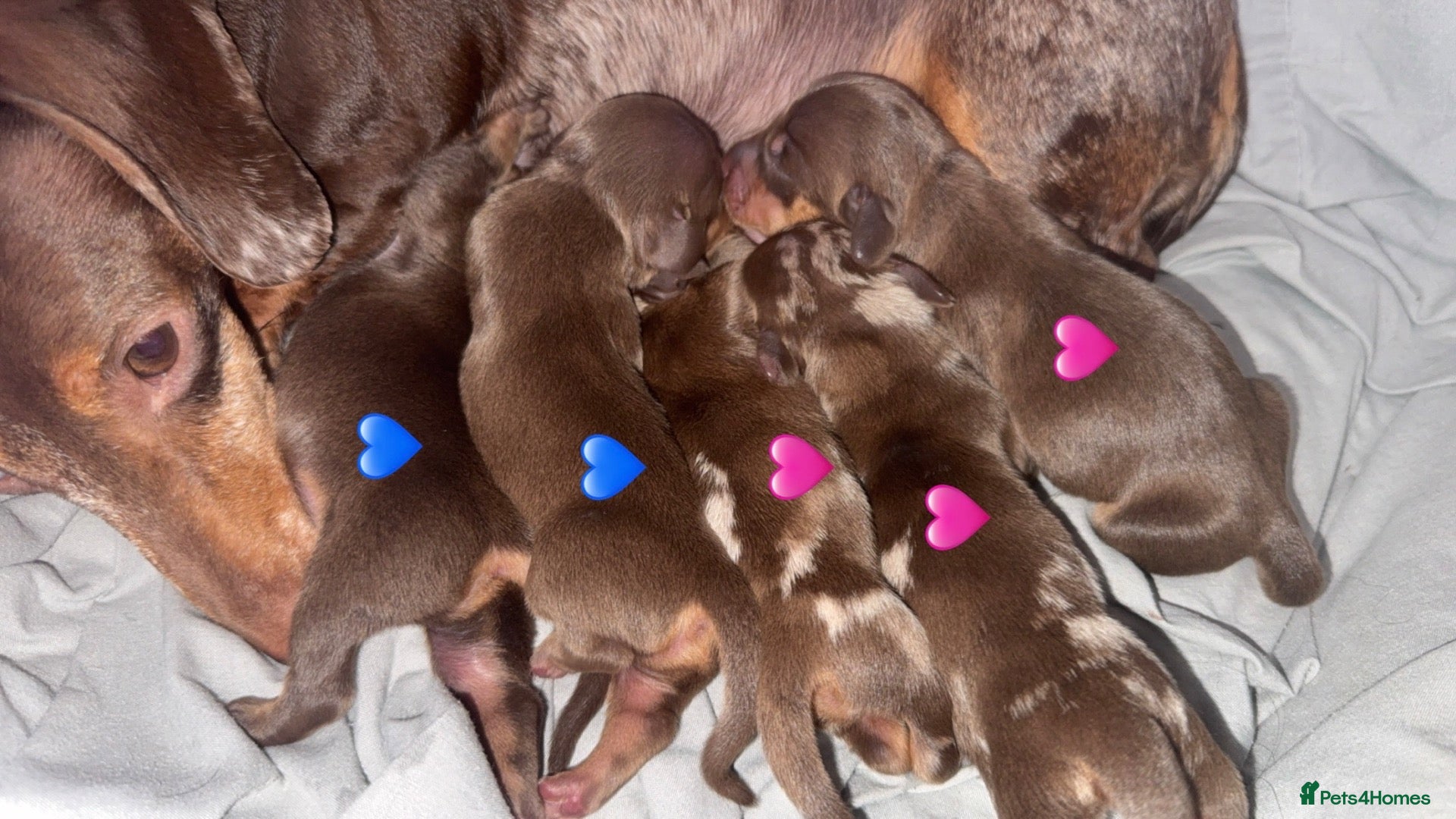 Miniature Dachshund dogs Miniature dachshund puppies 3girls 2boys  - Advert 1