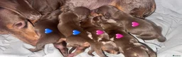 Miniature Dachshund dogs for sale: Miniature dachshund puppies 3girls 2boys  - Advert 1