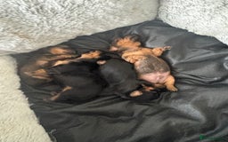 Yorkshire Terrier dogs for sale: Puppies for sale  - Image 4