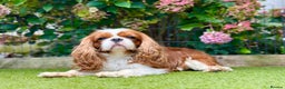 Cavalier King Charles Spaniel dogs for stud: KC Reg for STUD Health Tested Excellent Pedigrees  in Nottingham - Advert 3