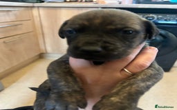 Mixed Breed dogs for sale: Doberman x cane corso  - Image 21