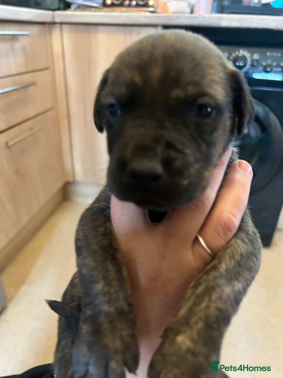 Mixed Breed dogs for sale: Doberman x cane corso  - Image 21