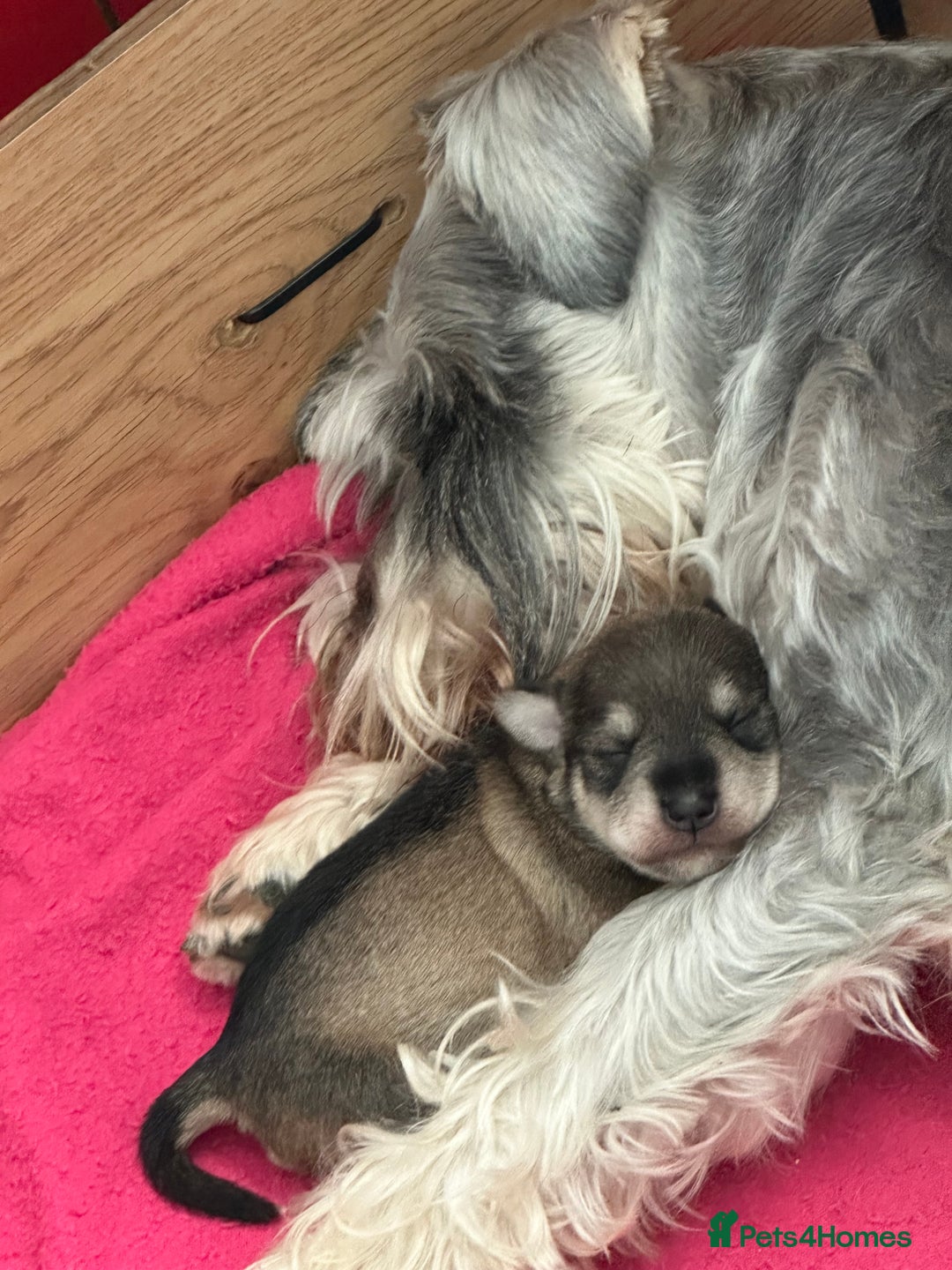 Miniature Schnauzer dogs for sale: KC reg mini schnauzer girl pup🩷  - Image 5