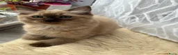 Ragdoll cats for sale: Rare Fully brown Sepia Ragdoll boy Ready - Advert 8