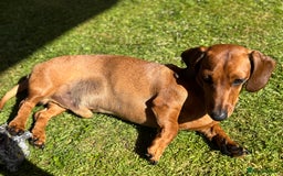 Miniature Dachshund dogs for stud: Smooth red miniature dachshund for stud - Image 5