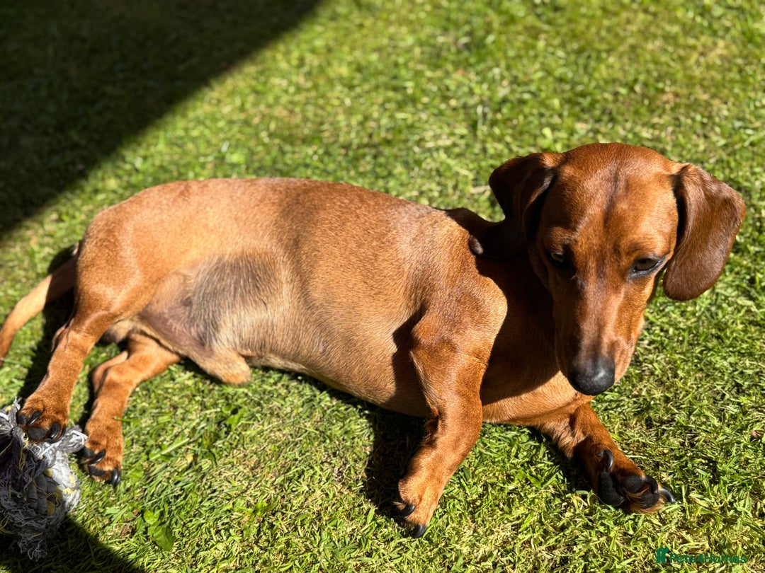 Miniature Dachshund dogs for stud: Smooth red miniature dachshund for stud - Image 5