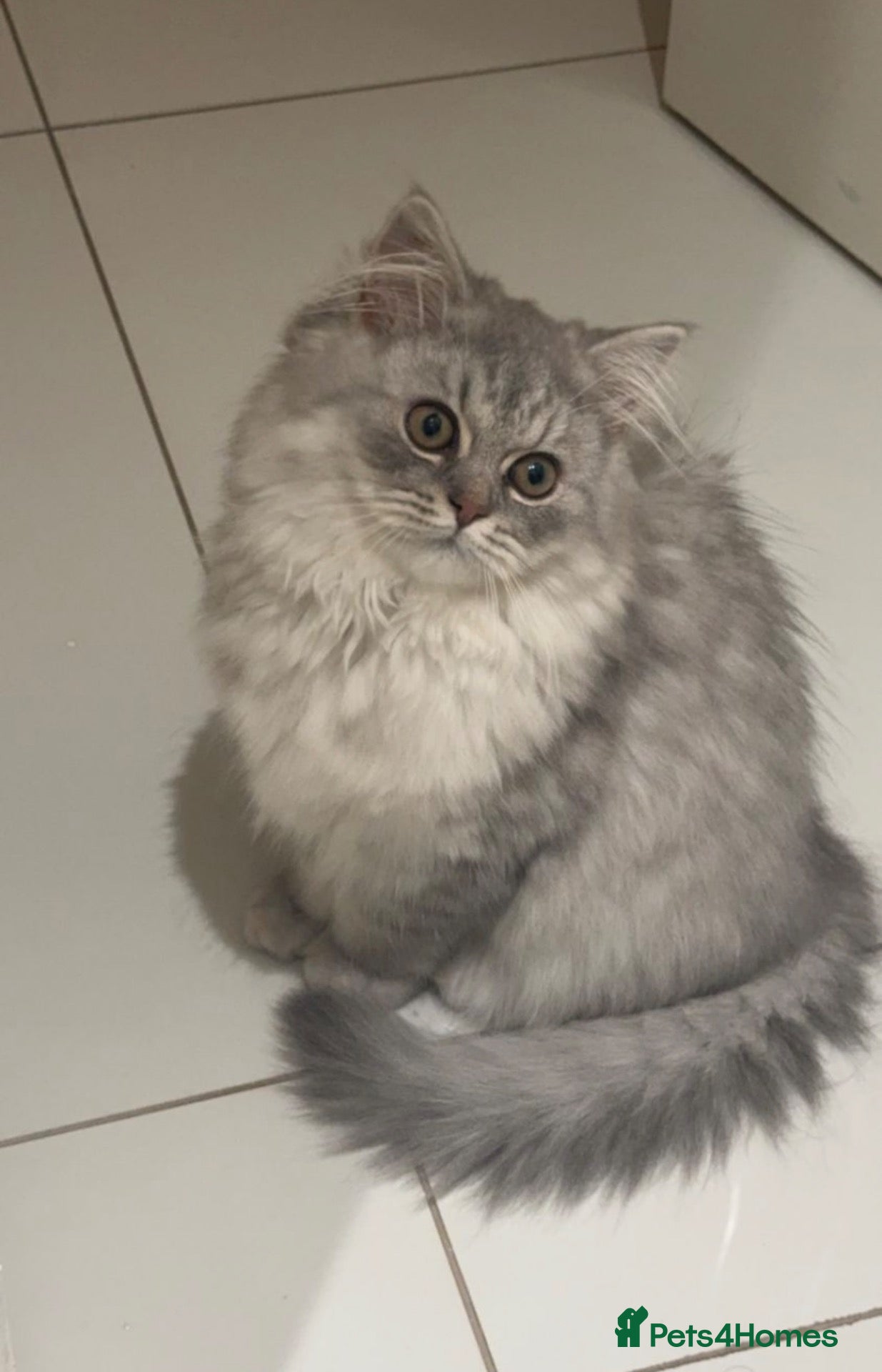 British Longhair cats 7 months old kitten  - Advert 2