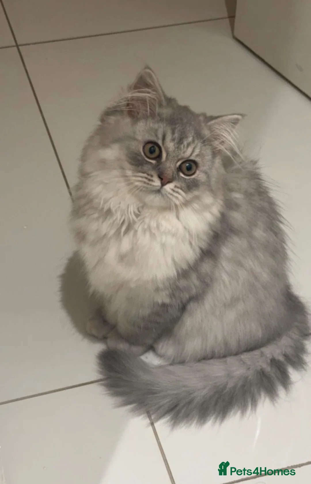 British Longhair cats for sale: 7 months old kitten  - Advert 1
