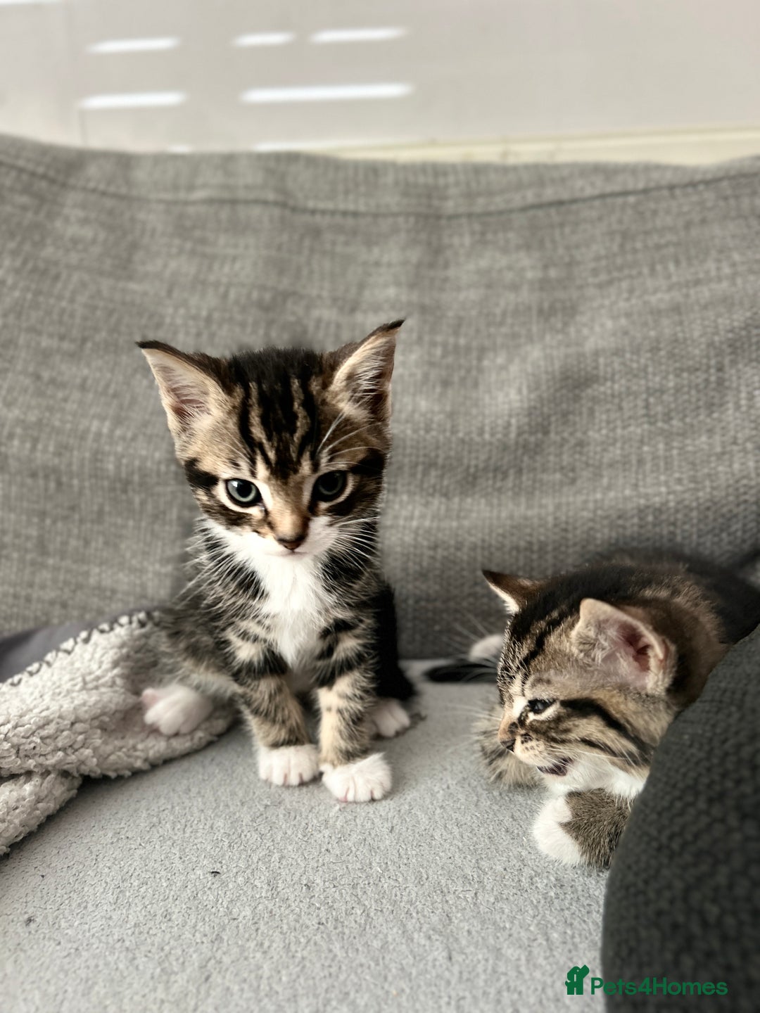 Mixed Breed cats for sale: 3 Lovely Kittens - Image 2