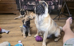 Pug dogs for sale: Beautiful Pure Pug Puppies 8 weeks old! 🐾 - Image 9