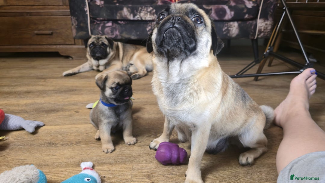 Pug dogs for sale: Beautiful Pure Pug Puppies 8 weeks old! 🐾 - Image 9