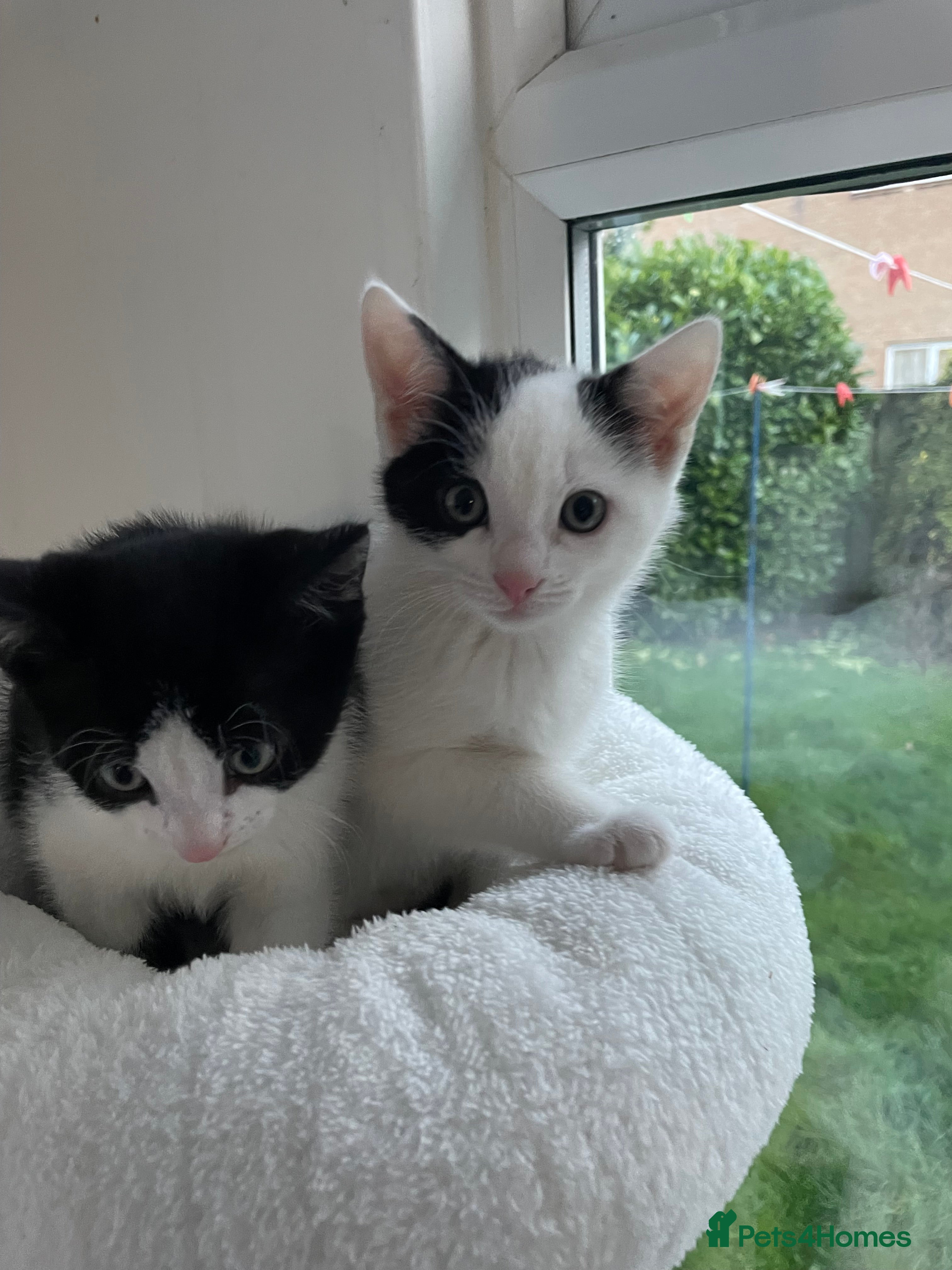 Domestic Shorthair cats 2 Male Kittens - Advert 13