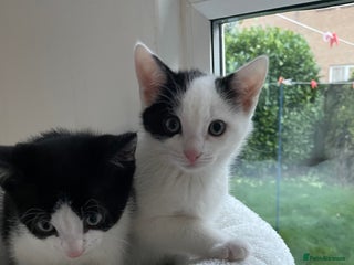 Domestic Shorthair cats - Advert 3