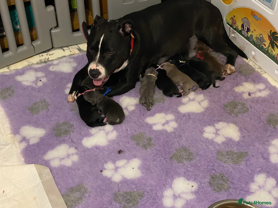 Staffordshire Bull Terrier dogs for sale: Gorgeous staff pups  in London - Advert 16