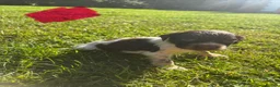 English Springer Spaniel dogs for sale: Springer Spaniel Puppies  - Advert 23