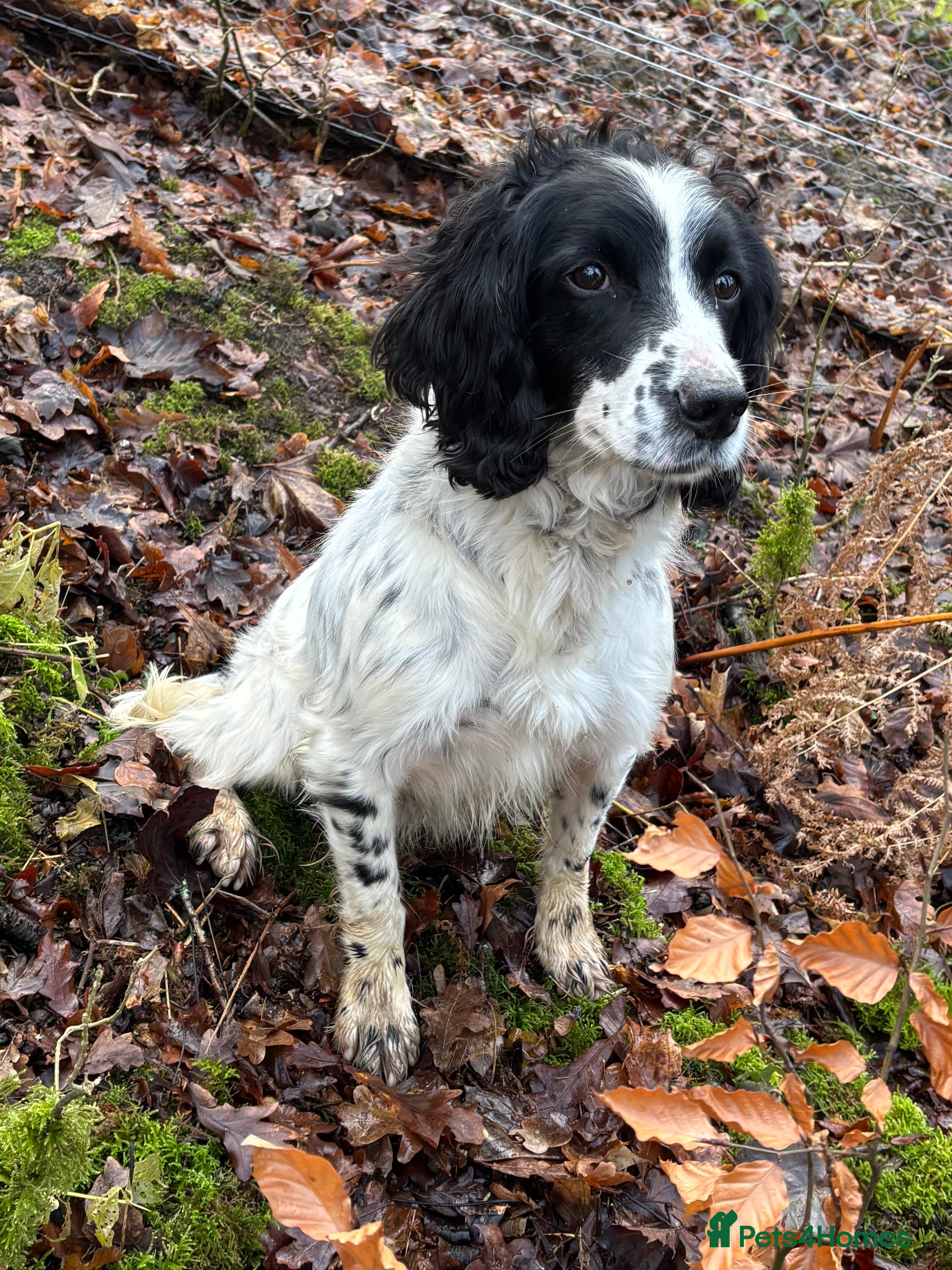 English Springer Spaniel dogs 6 Year Old Working Springer Spaniel - Advert 1