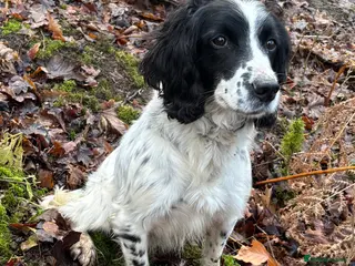 English Springer Spaniel dogs 6 Year Old Working Springer Spaniel - Advert 1