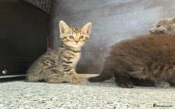 Mixed Breed cats for sale: Ragdoll cross British long hair kittens  - Image 13