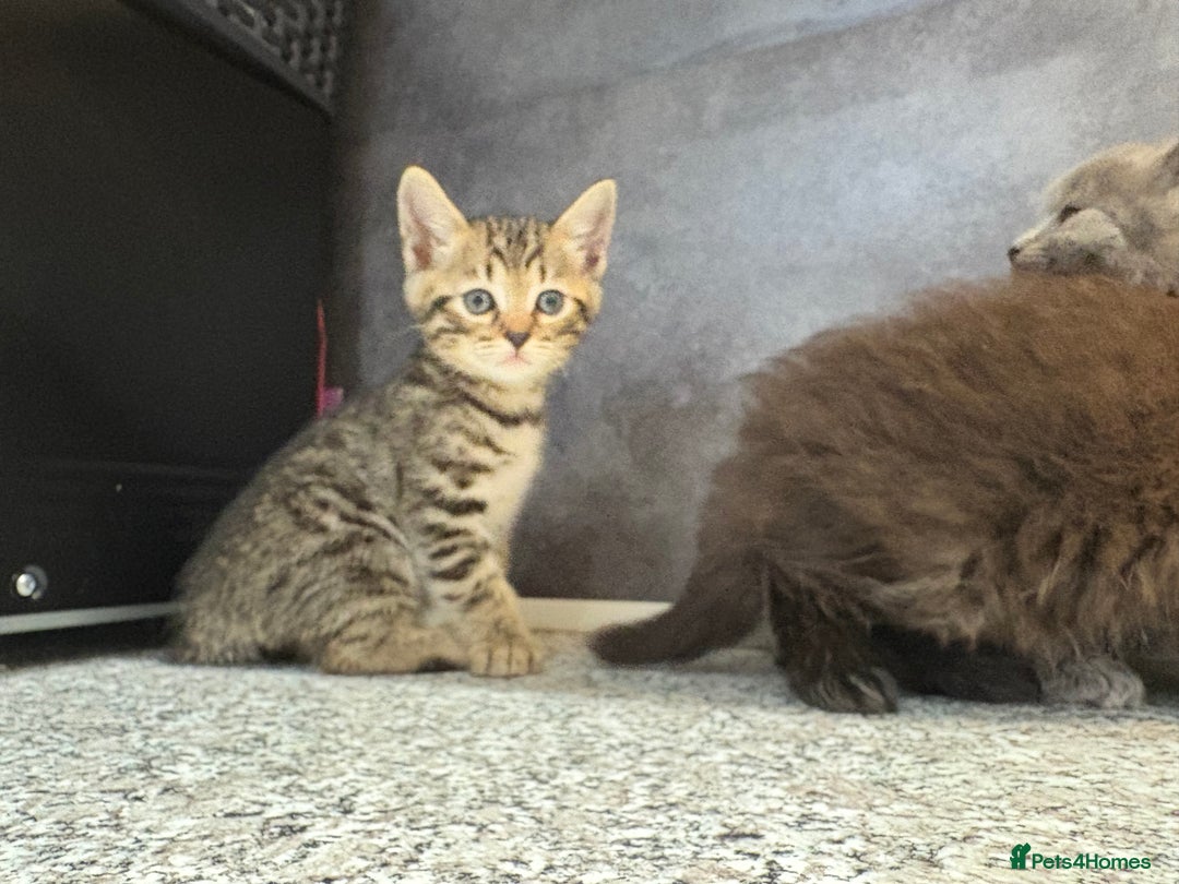 Mixed Breed cats for sale: Ragdoll cross British long hair kittens  - Image 13