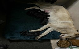 German Shepherd dogs for sale: German Shepherd Cross Dutch Shepherd Puppies  - Image 4