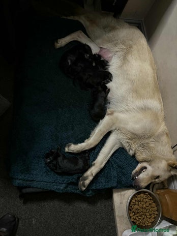 German Shepherd dogs - Advert 5