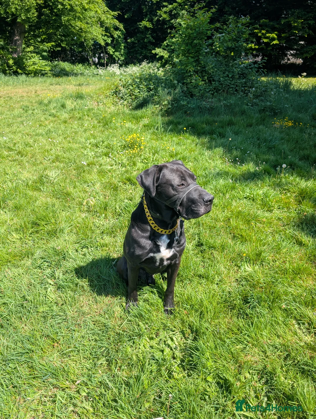 Mixed Breed dogs for sale: For rehoming  - Advert 2