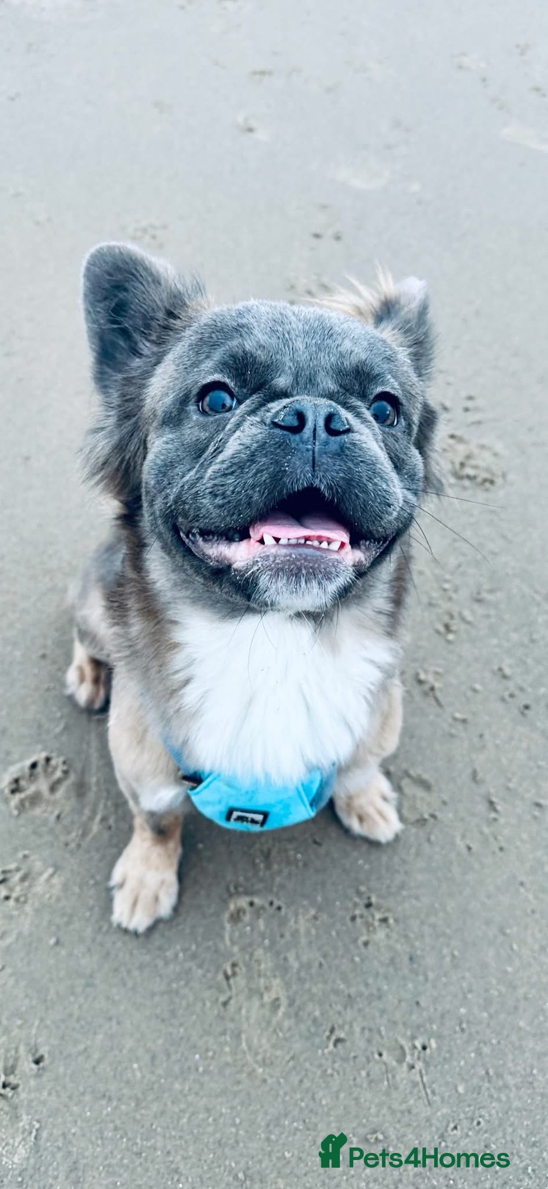 French Bulldog dogs for sale: Female Full Visual Fluffy French Bull Dog  - Advert 4