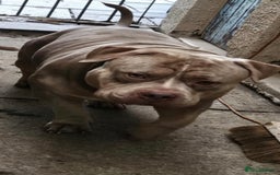 American Bully dogs for sale: Reduced pocket bully’s. Ready to leave! - Image 14