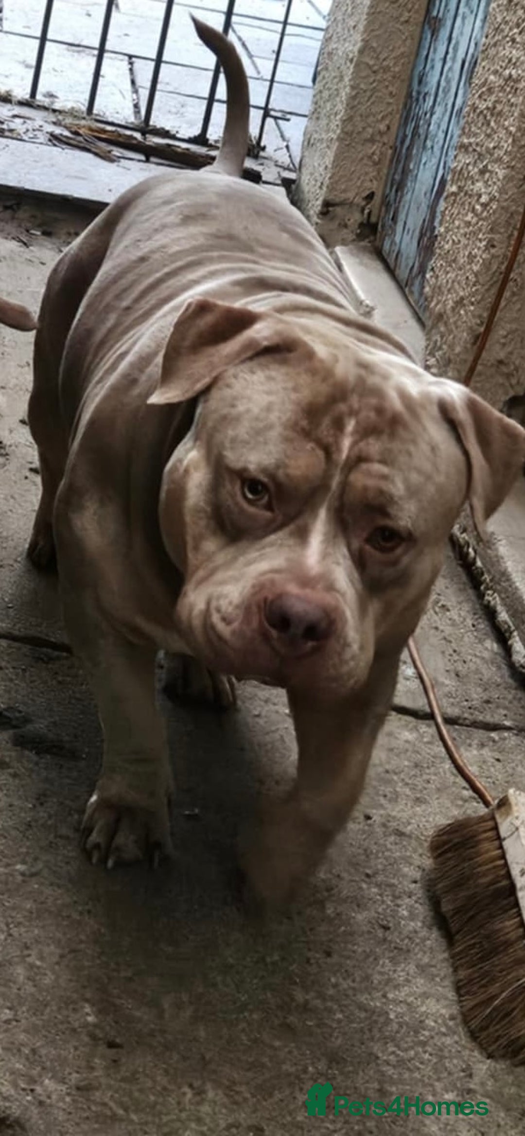 American Bully dogs for sale: Reduced pocket bully’s. Ready to leave! - Image 14
